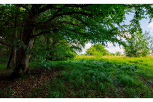 shade under a tree