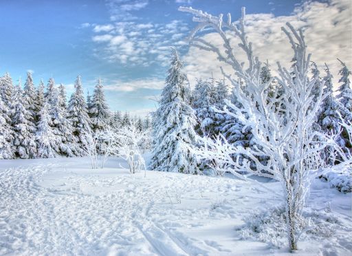 field covered in snow