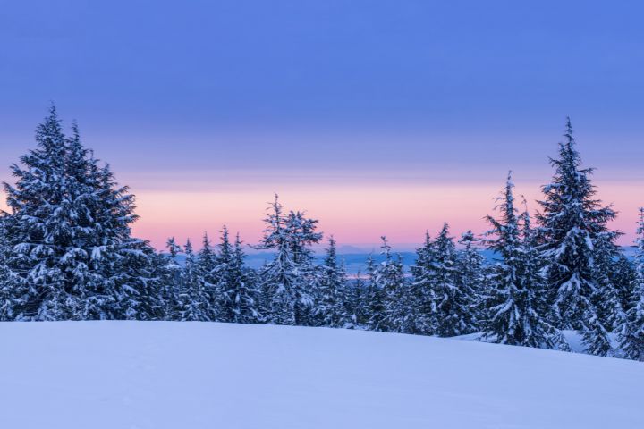 Snowy fields and a snowy pine trees