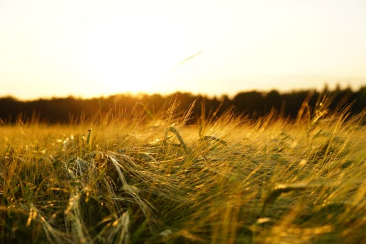 Sunny fields